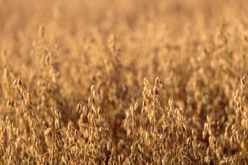 Golden oat field