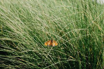 Close up of butterfly relaxing on a green grass background.
