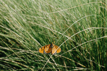 Close up of butterfly relaxing on a green grass background.
