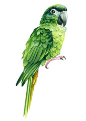 Watercolor parrot on isolated white background. Green amazon parrot, tropical bird