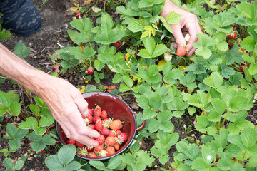 man picks strawberries in his palm, a summer harvest of berries, fruit picking, 