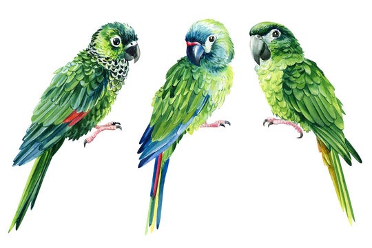 Green amazon parrot, watercolor parrot isolated, clipart tropical birds