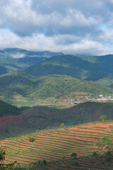 Overlooking scenery of tea plantation