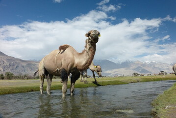 camel in the river , mountains