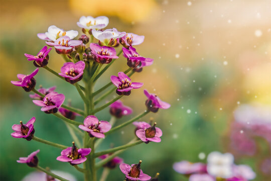 Pink alyssum flower on defocused background closeup with copy space