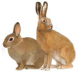 Illustration of Hare & Rabbit