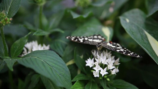 Close-up detail view of big lime butterfly demoleus papilio sit in tropical tree garden on white pentas lanceolata blooming flowers eating and gathering pollen. Macro of flying insect feeding in park