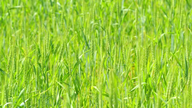 Wheat in a field taken from a low vantage point. Beautiful nature, rural scenery. Slow motion.