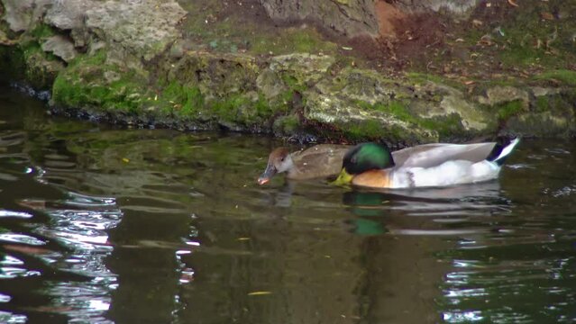 Male and female mallards (Anas platyrhynchos) swimming in a small lake