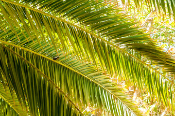 Palm leaves in the sunlight, symbol photo for holidays and background image