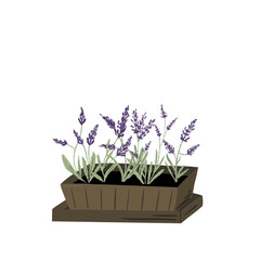 Lavender in a pot fresh purple herbs
