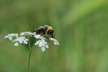 Erdhummel auf weißer Blüte