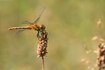 Heidelibelle -Sympetrum- auf einer verblühter Pflanze