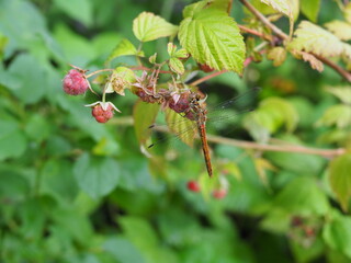 Dragonfly resting on a ripe raspberry