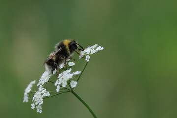 Erdhummel auf weißer Blüte