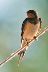 Barn swallow - Hirundo rustica perching on rope - 519985610