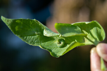 caterpillars on a tomato leaf