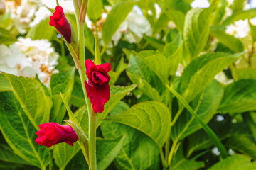 Gladiolen und Lilien im Garten