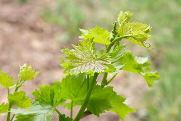 Vine leaves
