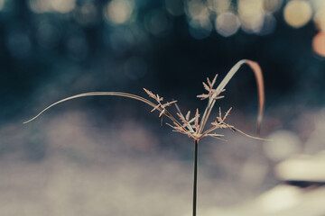 tropical grass flower blooming  spring nature wallpaper background