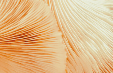 soft focus of mushroom detail  abstract texture background