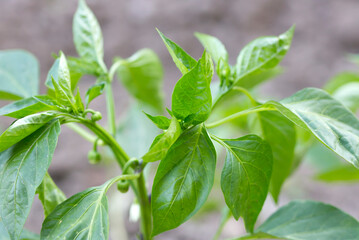 pepper plants in the garden