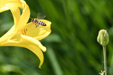 Honey bee collecting nectar in flight on a yellow lily flower. Busy insect.