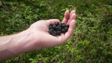 Puñado de moras  negras en mano recién cogidas de arbusto silvestre