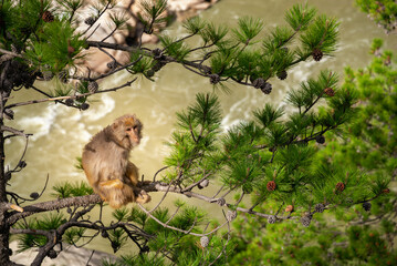 Tibetan Rhesus Monkey