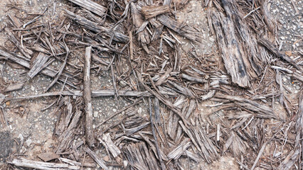 Restos de madera seca de eucalipto en suelo de bosque