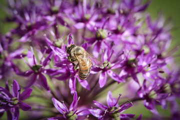 Honey bee collecting nectar on a purple flower. Busy insects from nature. Bee honey