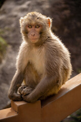 Tibetan Rhesus Monkey