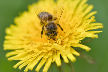 Honey bee collecting nectar on a yellow flower of dandelion. Busy insects nature