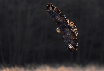 Common buzzard (latin Buteo buteo)