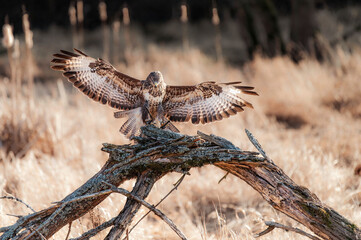 Common buzzard (latin Buteo buteo)