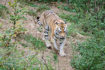 Naklejka na ściany i meble Tiger between trees and rock. Striped coat of elegant predators. Big cat from Asia