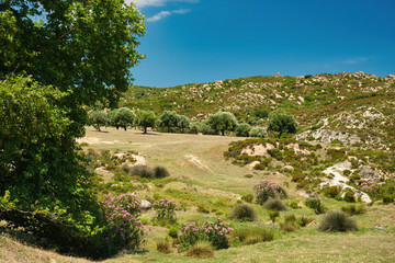 Fototapeta na wymiar Greek rural landscape with olive trees