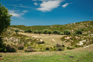Greek rural landscape with olive trees