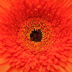 Close up shot of the inside of an orange gerbera.