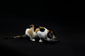 A multicoloured cat, set against a black background, is captured indulging in a meal from a stainless steel bowl.