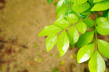 Wet Fresh Green leaves after raining with water drops or rain drop with copy space and selective focus