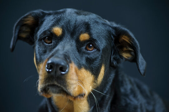 Labrottie (Labrador Retriever - Rottweiler Hybrid Dogs)