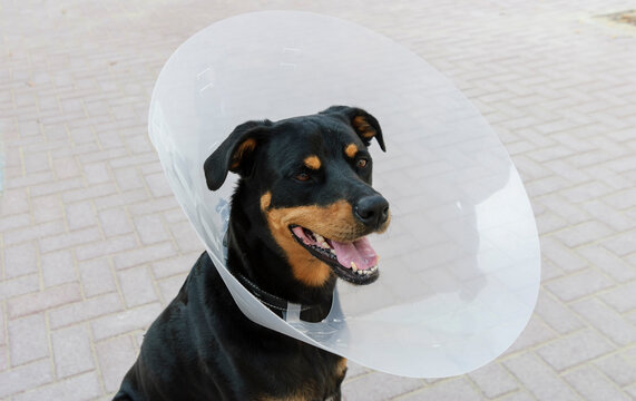 Dog wearing a plastic E-collar, also known as Elizabethan collar or pet cone, protective medical device for animals