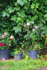 Beautiful pink roses in the garden. Selective focus.