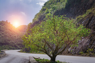 A short tree flourish in the morning sunlight