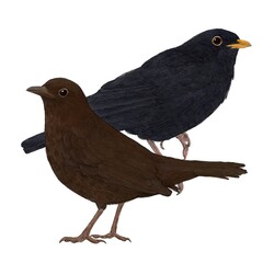 Blackbirds