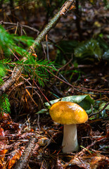 White mushroom (Boletus edulis) in the forest after the rain against the background of old trees 