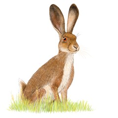 Brown Hare