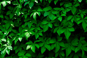 Green leaf texture background full