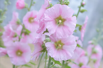 Pink Hollyhock flowers, Mallow. Alcea rosea is plant in the family Malvaceous. Blooming Hollyhock Malva flowers in the garden. Close up  Althaea rosea flower on blurred background. 